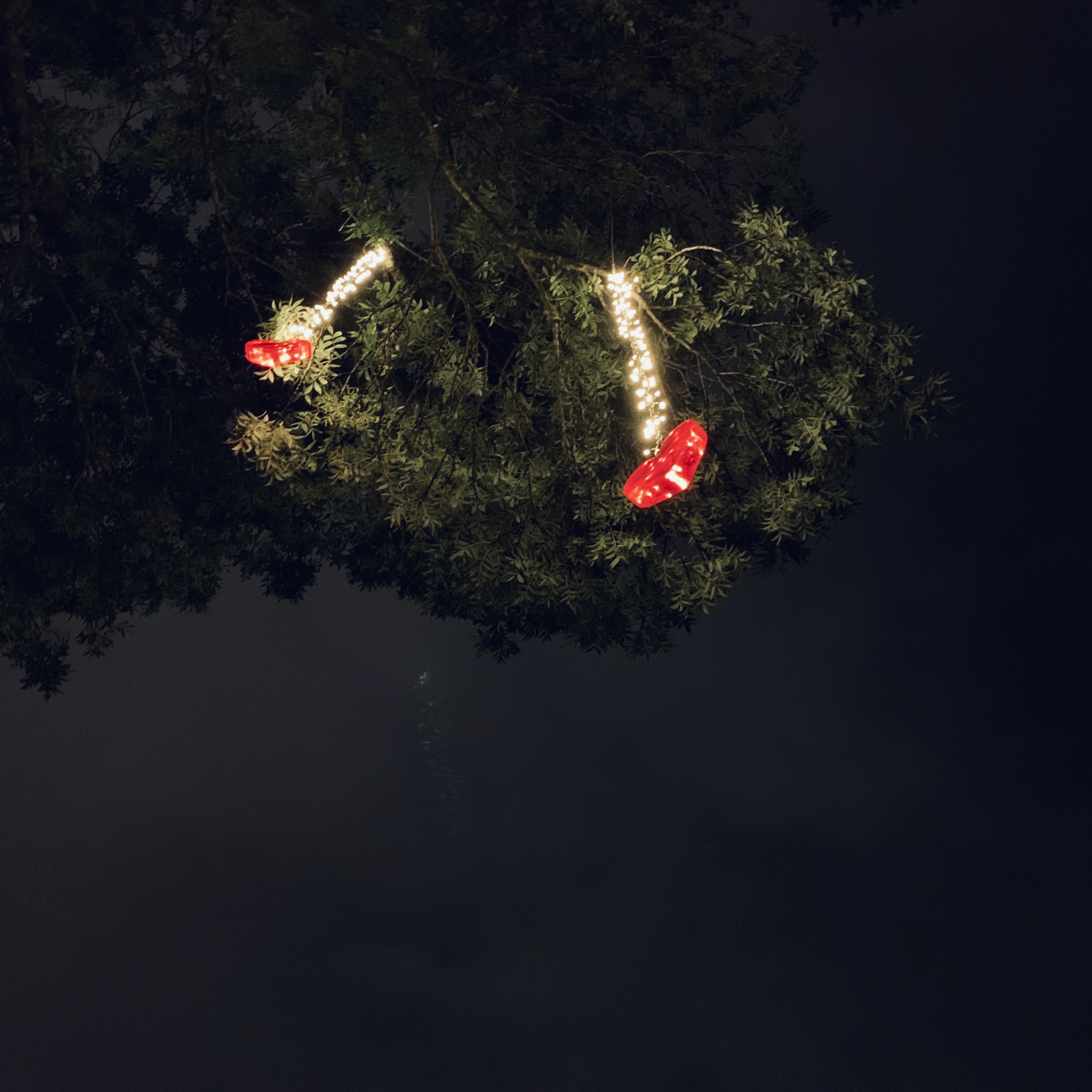 Coeurs dans les arbres.